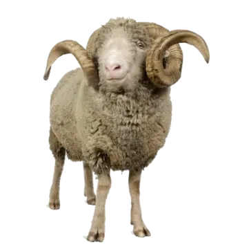 a sheep standing in front of a white background