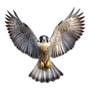 a bird flying in the air with its wings spread
