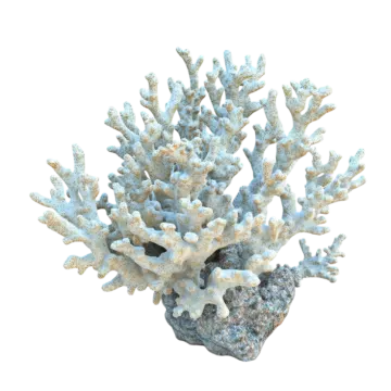 a coral on a white background