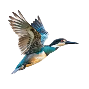 a bird with its wings spread out in the air