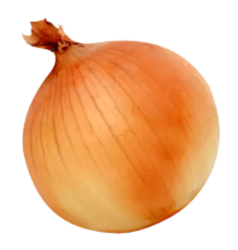 an onion on a white background