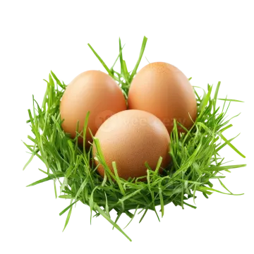 three eggs in the grass