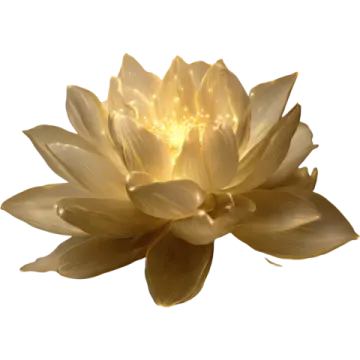 a yellow flower on a white background