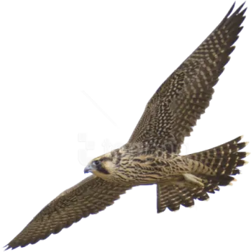 a bird flying in the air with its wings spread
