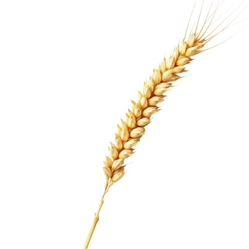 a stalk of wheat on a white background