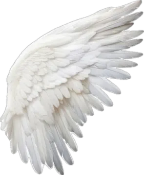 an image of a white angel wings
