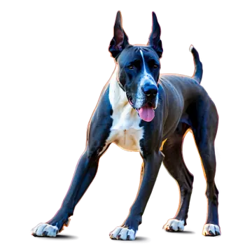 a black and white dog with its tongue out