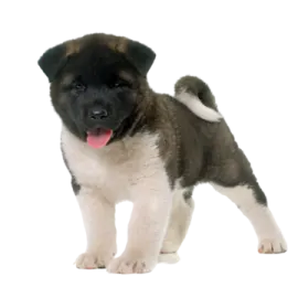 a small black and white puppy standing on a white surface