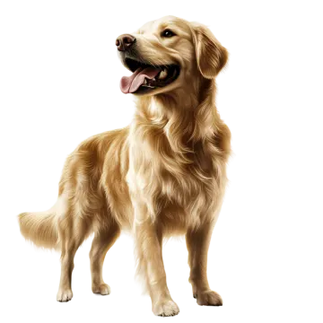 a drawing of a golden retrieve dog