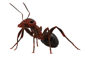A red ant beetle on a white background