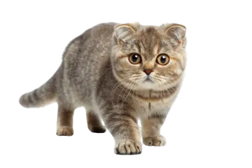 a small kitten is looking at the camera
