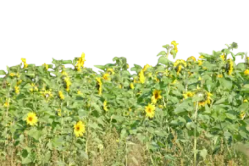 a field of sunflowers