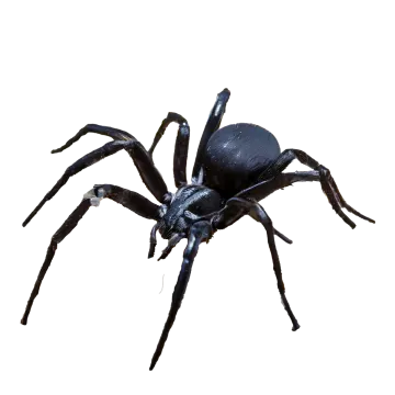 a large black spider on a white background