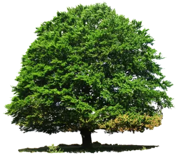 a large green tree on a white background