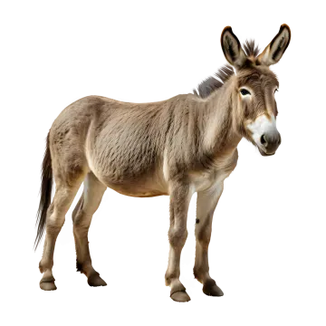 a donkey standing in front of a white background