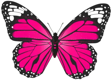 a pink butterfly on a white background