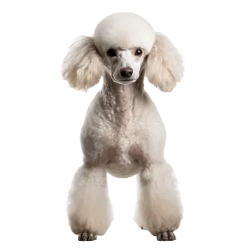 a white poodle dog standing on its hinds