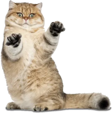 a cat with its paw raised up in the air