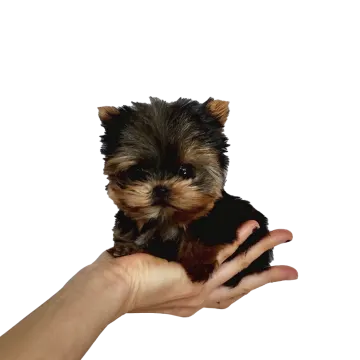 a person holding a small dog in their hand