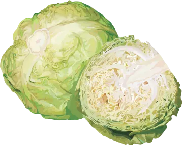 two cabbages on a white background