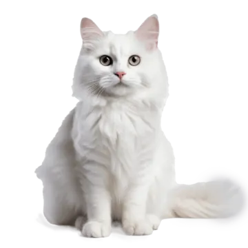 a white cat sitting down and looking at the camera