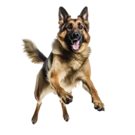 a german shepherd dog running on a white background