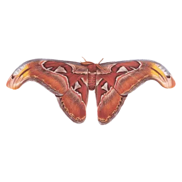 a large moth on a white background