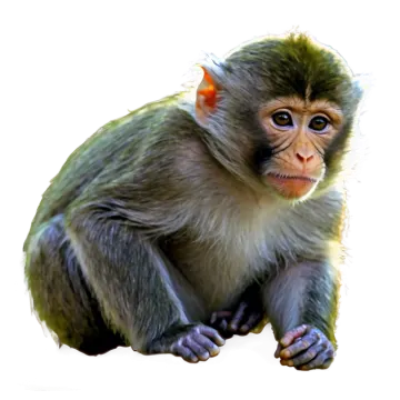 a baby monkey sitting on top of a white surface