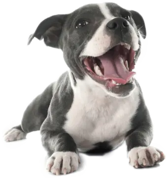 a black and white dog laying down with its mouth open