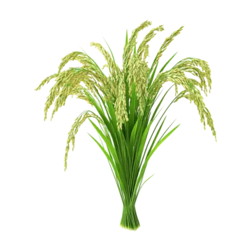 a bunch of grass on a white background