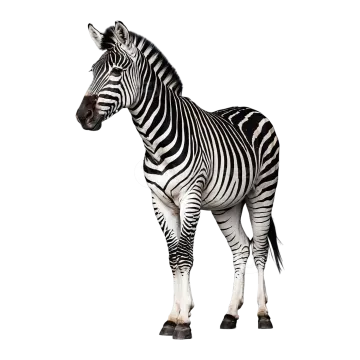 a zebra standing in front of a white background