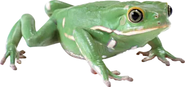 a green frog sitting on top of a white surface