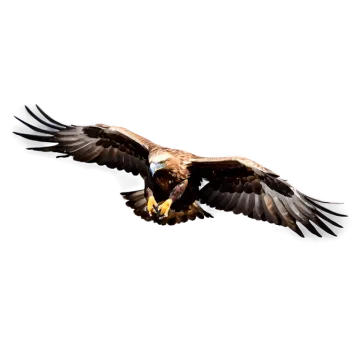 an eagle flying in the air with its wings spread