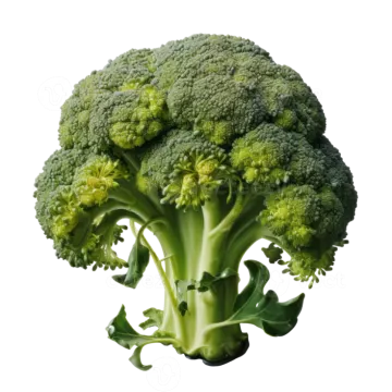 a close up of a piece of broccole