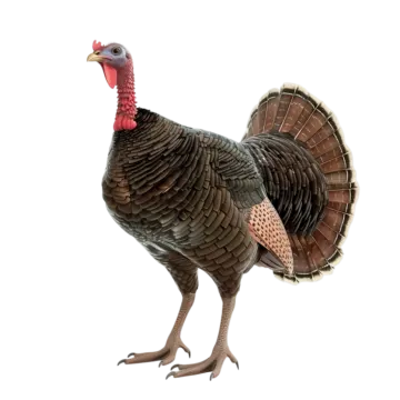 a turkey standing in front of a white background
