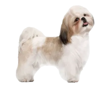 a small white and brown dog standing on a white background
