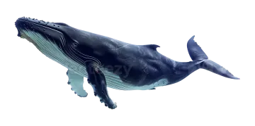 a blue whale swimming in the ocean