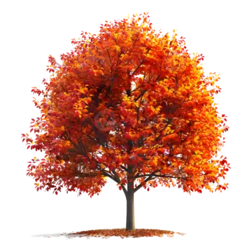 an autumn tree with red and orange leaves