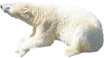 a polar bear is walking in the snow