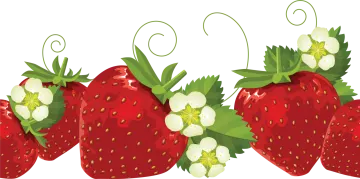 three strawberries with white flowers and green leaves