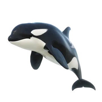 a black and white orca jumping in the air