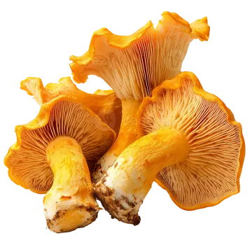 a bunch of mushrooms on a white background