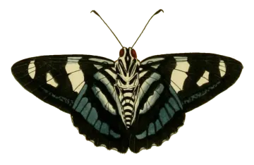 a black and white butterfly on a white background