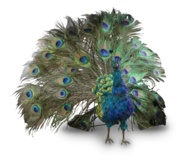 a peacock with its feathers spread out