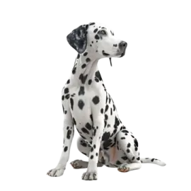a daly dog sitting on the ground
