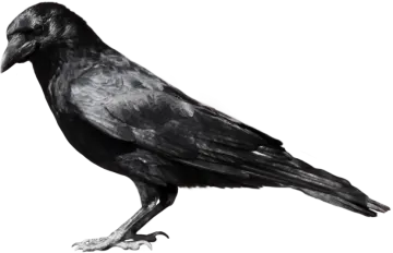 a black bird sitting on top of a white surface