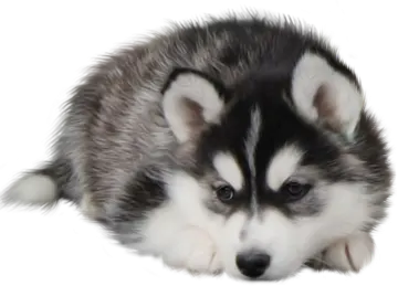 a puppy is laying down on the ground