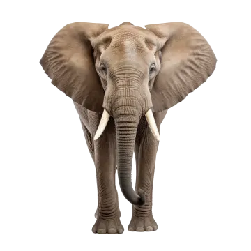 an elephant standing on a white background