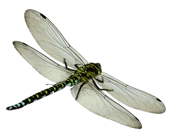 a dragonfly on a white background