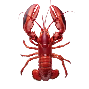 a red lobster on a white background